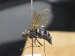 Chrysopilus proximus