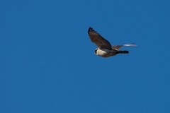 Herpetotheres cachinnans