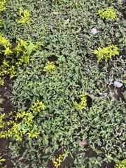 Euphorbia ophthalmica