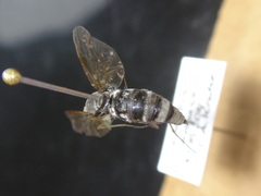 Chrysopilus proximus