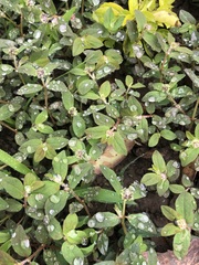 Euphorbia ophthalmica