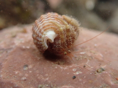 Pagurus pubescens