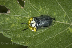 Physonota puncticollis