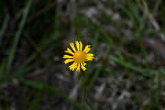 Helenium drummondii