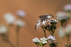 Chiomara asychis autander