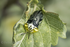 Physonota puncticollis