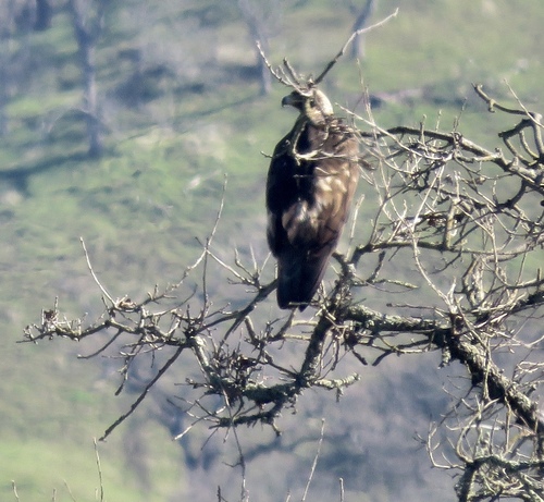 iNaturalist observation photo of Golden Eagle