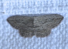 Scopula desita