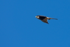 Falco femoralis