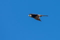Falco femoralis