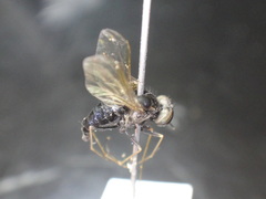 Chrysopilus proximus