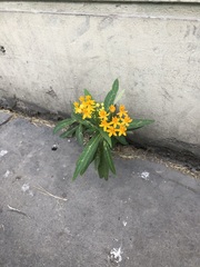 Asclepias curassavica