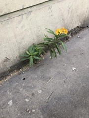 Asclepias curassavica