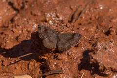 Calephelis braziliensis