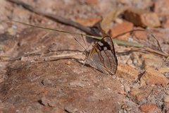 Dynamine tithia tithia