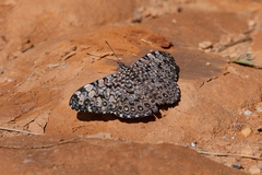 Hamadryas feronia