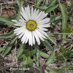 Townsendia grandiflora
