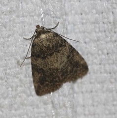 Tolpia conscitulana
