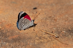 Diaethria clymena