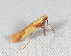 Caloptilia superbifrontella