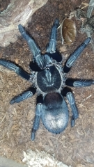 Thrixopelma