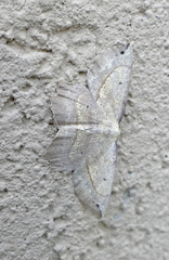 Euchlaena obtusaria