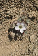 Nototriche obcuneata