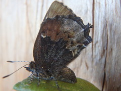 Callophrys henrici