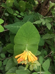 Lonicera ciliosa