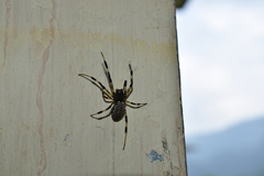 Nephilengys malabarensis