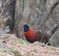 Tragopan satyra