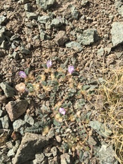 Astragalus peruvianus