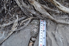 Mammillaria chionocephala