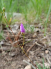 Phemeranthus parviflorus