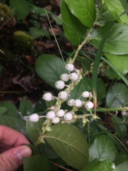 Gaultheria shallon