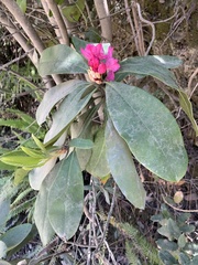 Rhododendron macrophyllum