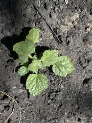 Malacothamnus arcuatus