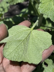 Malacothamnus arcuatus