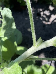 Malacothamnus arcuatus