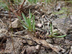 Phemeranthus parviflorus