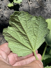 Malacothamnus arcuatus