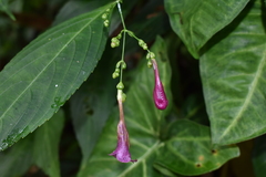 Strobilanthes hamiltoniana