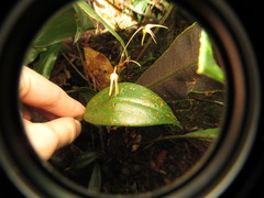 Pleurothallis dunstervillei