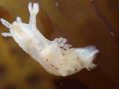 Dendronotus subramosus image