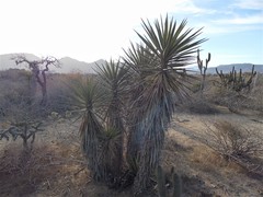 Yucca capensis