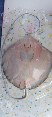 Pateobatis uarnacoides