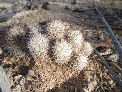Mammillaria schumannii