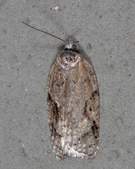 Acleris chalybeana