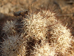 Mammillaria schumannii