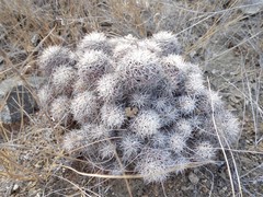Mammillaria schumannii